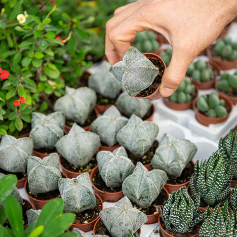 Simegarden Astrophytum myriostigma 5.5 CM - B