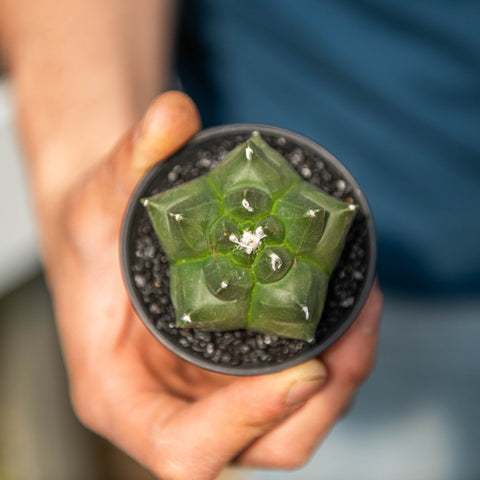Simegarden Astrophytum myriostigma nudum kikko 7.5 cm