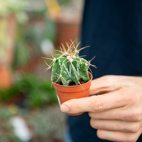 Simegarden Astrophytum ornatum 5.5 cm