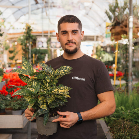 Simegarden Aucuba japonica