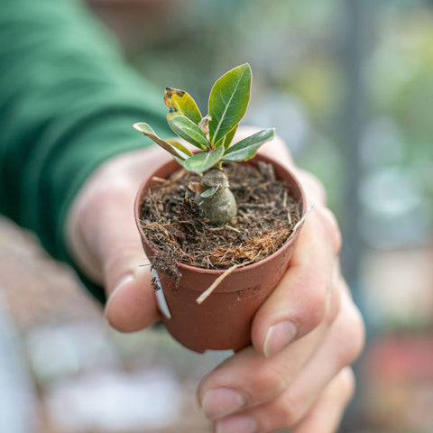 Simegarden Baby Adenium obesum 5.5 cm