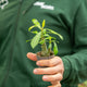 Simegarden Baby Adenium obesum 6 cm