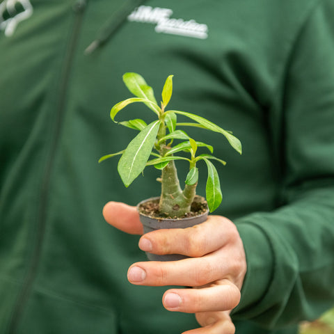 Simegarden Baby Adenium obesum 6 cm