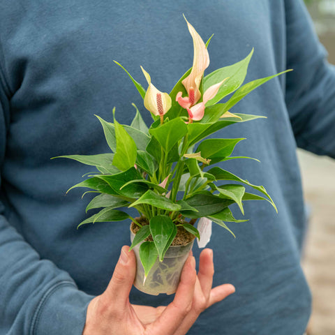 anthurium piccolo Baby Anthurium lilli