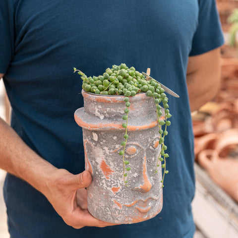 Simegarden Baby Senecio 11 cm