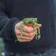 Simegarden Baby Senecio 5.5 cm