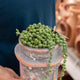 Simegarden Baby Senecio