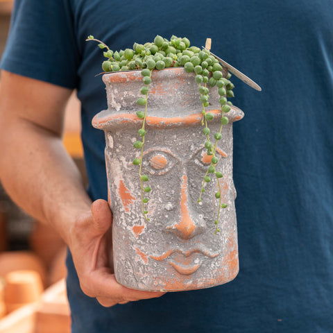 Simegarden Baby Senecio