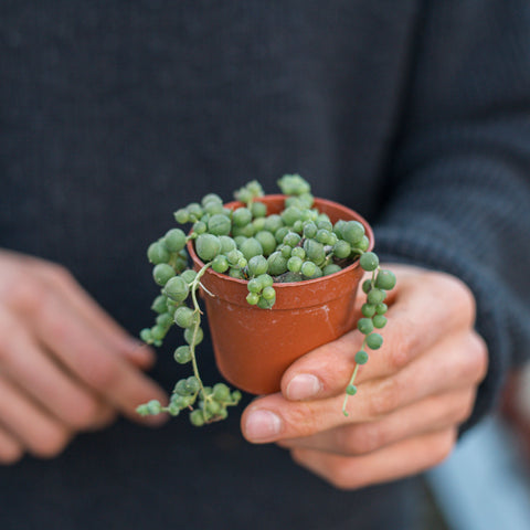 Simegarden Baby Senecio 6.5 cm