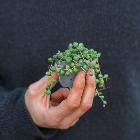 Simegarden Baby Senecio 6 cm
