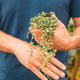 Simegarden Baby Senecio 9 cm