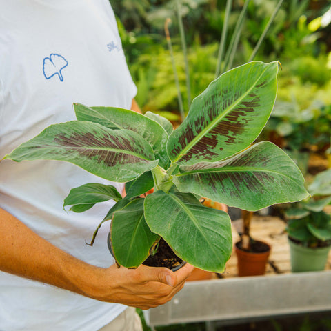 Simegarden Banano nano 14 cm