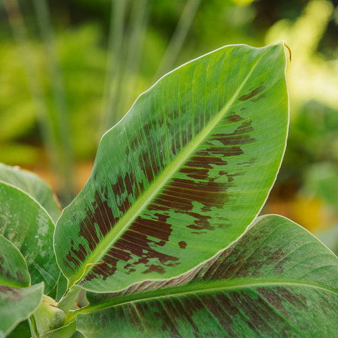 Simegarden Banano nano