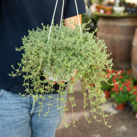 Simegarden Barba di giove pianta 19 cm