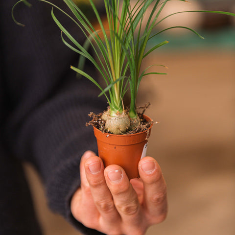 Simegarden Beaucarnea baby 5.5 cm / >3.5 cm