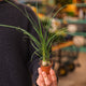 Simegarden Beaucarnea baby 5.5 cm / >3.5 cm