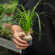 Simegarden Beaucarnea baby