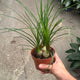 Simegarden Beaucarnea baby a gruppo / 12 cm