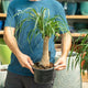 Simegarden Beaucarnea recurvata 19 cm
