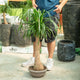 Simegarden Beaucarnea recurvata 30 cm - h 85 cm