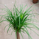 Simegarden Beaucarnea recurvata