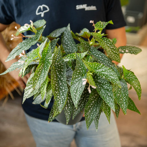 Simegarden Begonia albopicta 17 cm - XXL