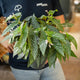 Simegarden Begonia albopicta 17 cm - XXL