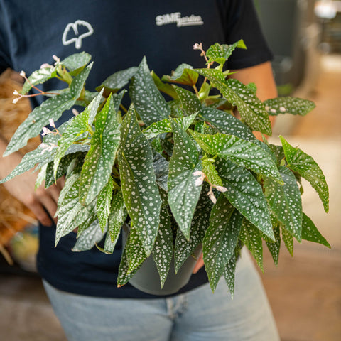 Simegarden Begonia albopicta 17 cm - XXL