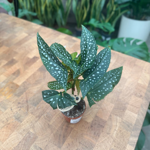 Simegarden Begonia albopicta 6 cm