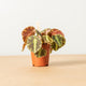 Simegarden Begonia cleopatrae