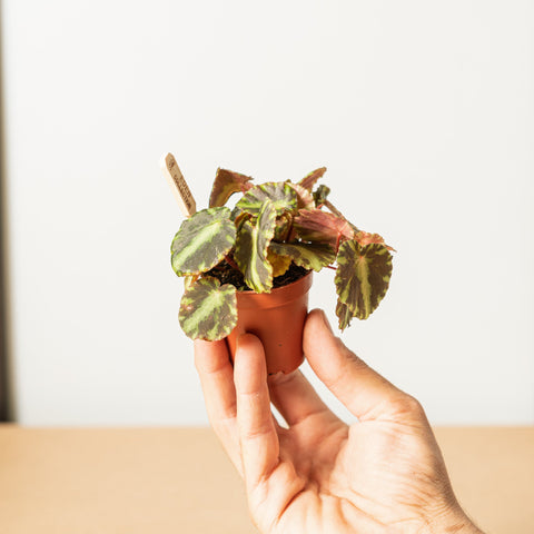 Simegarden Begonia cleopatrae