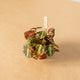 Simegarden Begonia cleopatrae