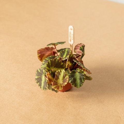 Simegarden Begonia cleopatrae