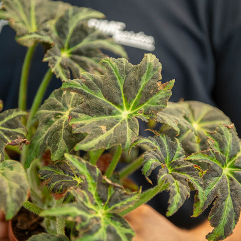 Simegarden Begonia draco 12 cm