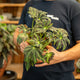 Simegarden Begonia draco 12 cm