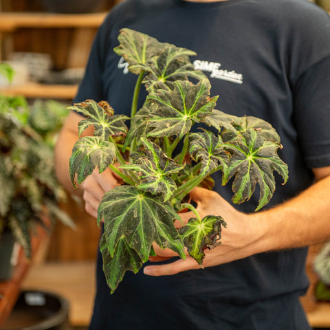 Simegarden Begonia draco 12 cm