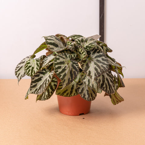 Simegarden Begonia imperialis silver jewel