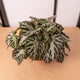 Simegarden Begonia imperialis silver jewel