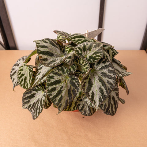 Simegarden Begonia imperialis silver jewel