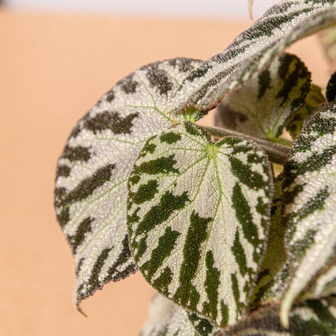 Simegarden Begonia imperialis silver jewel
