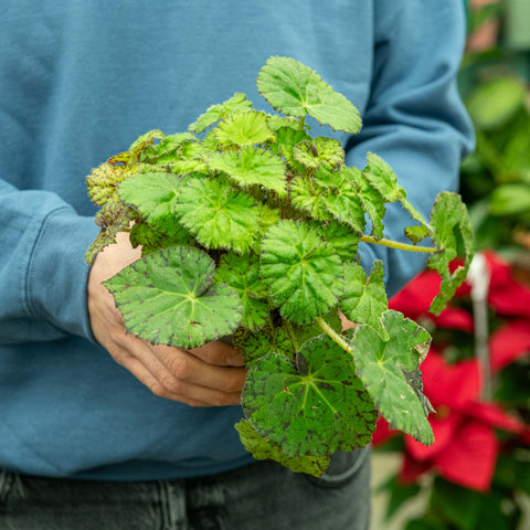 Simegarden Begonia lime fever 12 cm