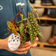 Simegarden Begonia maculata 12 cm