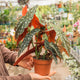 Simegarden Begonia maculata 14cm