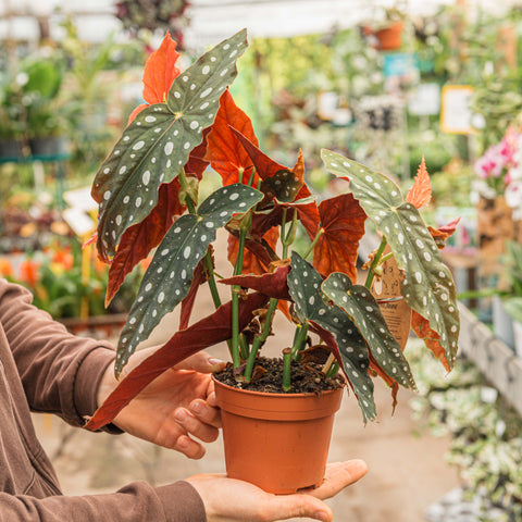Simegarden Begonia maculata 14cm