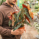 Simegarden Begonia maculata