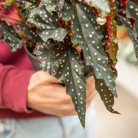Simegarden Begonia maculata
