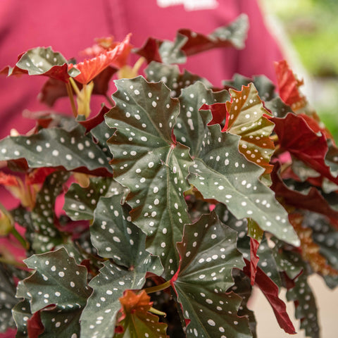 Simegarden Begonia maculata