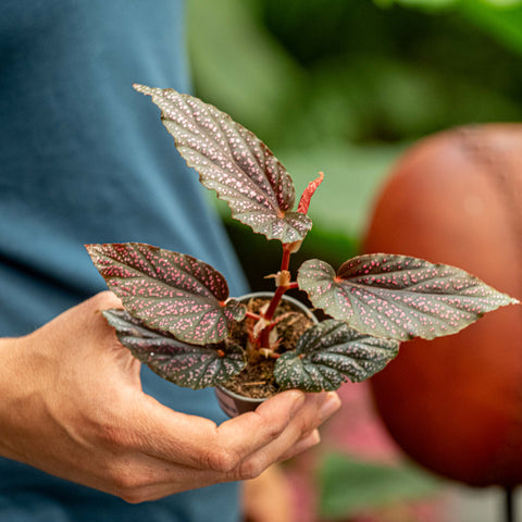 Simegarden Begonia maculata pink spot 6 cm