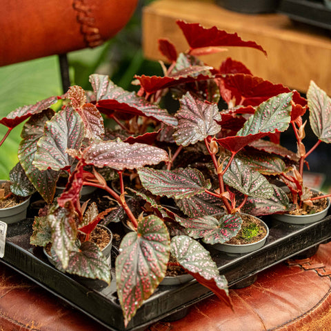 Simegarden Begonia maculata pink spot 6 cm