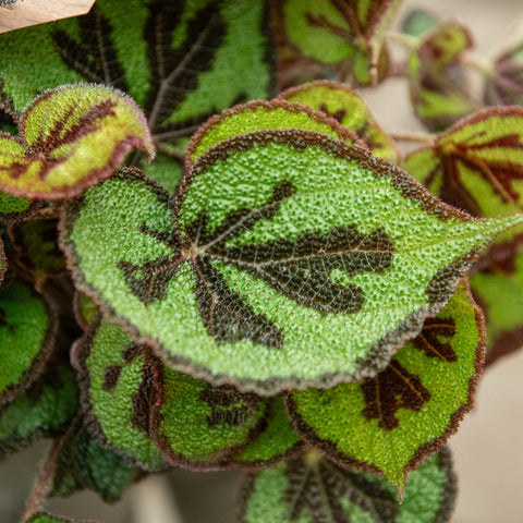 Simegarden Begonia masoniana